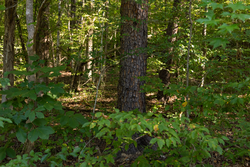 property photo for Big White Oak Tract 81, 14 acres for sale in Perry County, Tennessee