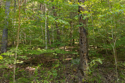 property photo for Big White Oak Tract 81, 14 acres for sale in Perry County, Tennessee