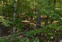 property photo for Big White Oak Tract 81, 14 acres for sale in Perry County, Tennessee