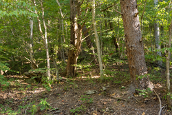 property photo for Big White Oak Tract 81, 14 acres for sale in Perry County, Tennessee