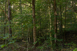 property photo for Big White Oak Tract 81, 14 acres for sale in Perry County, Tennessee