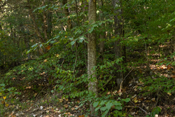 property photo for Big White Oak Tract 81, 14 acres for sale in Perry County, Tennessee