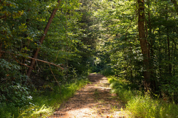 property photo for Big White Oak Tract 81, 14 acres for sale in Perry County, Tennessee