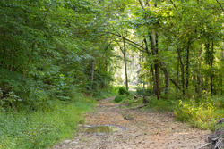 property photo for Big White Oak Tract 82, 8.14 acres for sale in Perry County, Tennessee