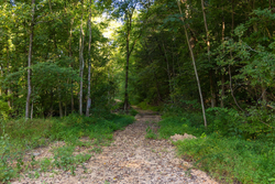 property photo for Big White Oak Tract 82, 8.14 acres for sale in Perry County, Tennessee