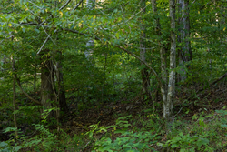 property photo for Big White Oak Tract 82, 8.14 acres for sale in Perry County, Tennessee