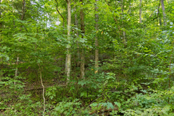 property photo for Big White Oak Tract 82, 8.14 acres for sale in Perry County, Tennessee
