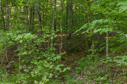 property photo for Big White Oak Tract 82, 8.14 acres for sale in Perry County, Tennessee