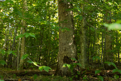 property photo for Big White Oak Tract 87, 10.28 acres for sale in Perry County, Tennessee