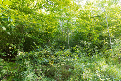 property photo for Big White Oak Tract 87, 10.28 acres for sale in Perry County, Tennessee