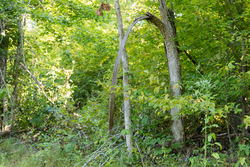 property photo for Big White Oak Tract 87, 10.28 acres for sale in Perry County, Tennessee