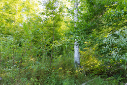 property photo for Big White Oak Tract 87, 10.28 acres for sale in Perry County, Tennessee