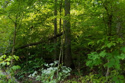 property photo for Big White Oak Tract 87, 10.28 acres for sale in Perry County, Tennessee
