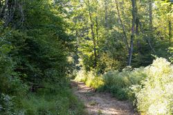 property photo for Big White Oak Tract 87, 10.28 acres for sale in Perry County, Tennessee