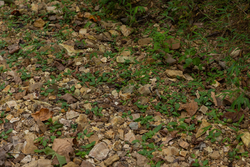 property photo for Big White Oak Tract 87, 10.28 acres for sale in Perry County, Tennessee