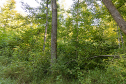 property photo for Big White Oak Tract 87, 10.28 acres for sale in Perry County, Tennessee