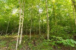 property photo for Big White Oak Tract 87, 10.28 acres for sale in Perry County, Tennessee