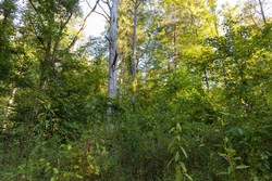 property photo for Big White Oak Tract 89, 10.49 acres for sale in Perry County, Tennessee