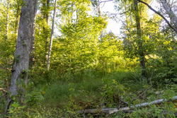 property photo for Big White Oak Tract 90, 12.01 acres for sale in Perry County, Tennessee