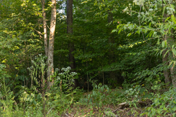 property photo for Big White Oak Tract 90, 12.01 acres for sale in Perry County, Tennessee