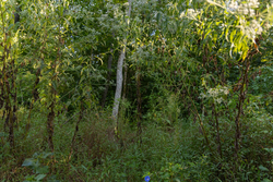 property photo for Big White Oak Tract 90, 12.01 acres for sale in Perry County, Tennessee