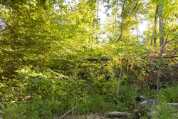 property photo for Big White Oak Tract 90, 12.01 acres for sale in Perry County, Tennessee