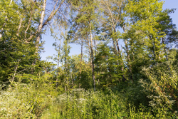 property photo for Big White Oak Tract 90, 12.01 acres for sale in Perry County, Tennessee