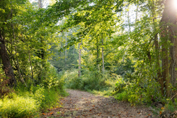 property photo for Big White Oak Tract 90, 12.01 acres for sale in Perry County, Tennessee