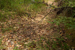 property photo for Big White Oak Tract 95, 14.68 acres for sale in Perry County, Tennessee