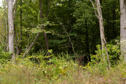 property photo for Big White Oak Tract 95, 14.68 acres for sale in Perry County, Tennessee