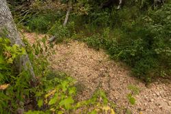 property photo for Big White Oak Tract 95, 14.68 acres for sale in Perry County, Tennessee