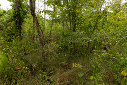 property photo for Big White Oak Tract 95, 14.68 acres for sale in Perry County, Tennessee