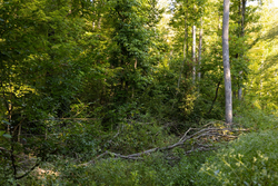 property photo for Big White Oak Tract 95, 14.68 acres for sale in Perry County, Tennessee