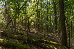 property photo for Big White Oak Tract 97, 7.85 acres for sale in Perry County, Tennessee
