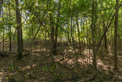 property photo for Big White Oak Tract 97, 7.85 acres for sale in Perry County, Tennessee