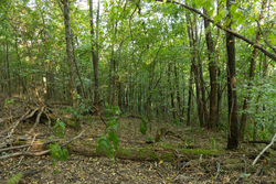 property photo for Big White Oak Tract 97, 7.85 acres for sale in Perry County, Tennessee