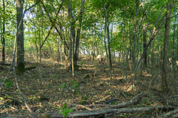 property photo for Big White Oak Tract 97, 7.85 acres for sale in Perry County, Tennessee