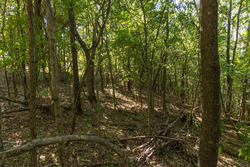 property photo for Big White Oak Tract 97, 7.85 acres for sale in Perry County, Tennessee