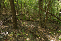 property photo for Big White Oak Tract 97, 7.85 acres for sale in Perry County, Tennessee