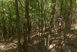property photo for Big White Oak Tract 97, 7.85 acres for sale in Perry County, Tennessee