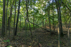 property photo for Big White Oak Tract 97, 7.85 acres for sale in Perry County, Tennessee