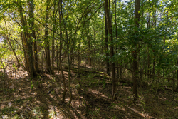 property photo for Big White Oak Tract 97, 7.85 acres for sale in Perry County, Tennessee
