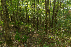 property photo for Big White Oak Tract 98, 8.83 acres for sale in Perry County, Tennessee