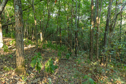 property photo for Big White Oak Tract 98, 8.83 acres for sale in Perry County, Tennessee