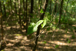 property photo for Big White Oak Tract 98, 8.83 acres for sale in Perry County, Tennessee
