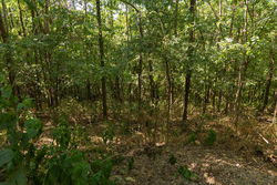property photo for Big White Oak Tract 98, 8.83 acres for sale in Perry County, Tennessee