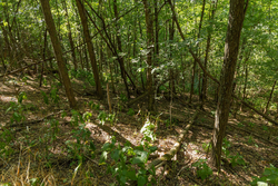 property photo for Big White Oak Tract 98, 8.83 acres for sale in Perry County, Tennessee