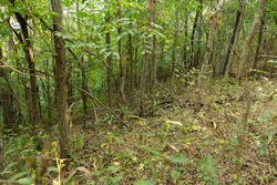 property photo for Big White Oak Tract 98, 8.83 acres for sale in Perry County, Tennessee