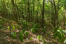 property photo for Big White Oak Tract 98, 8.83 acres for sale in Perry County, Tennessee