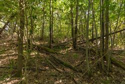 property photo for Big White Oak Tract 98, 8.83 acres for sale in Perry County, Tennessee
